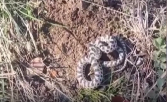 Mantar ararken korkutan karşılaşma Karabük’ün Eskipazar ilçesinde mantar toplamak için ormanlık alana giden bir