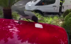 Hatay Dörtyol'da akaryakıt istasyonunda çalışan Taha Genç, poğaçayla beslediği kargaya