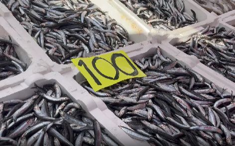 Karadeniz’den avlanan yerli hamsi, Zonguldak’ta tezgahlarda 100 liradan satılıyor. Uygun