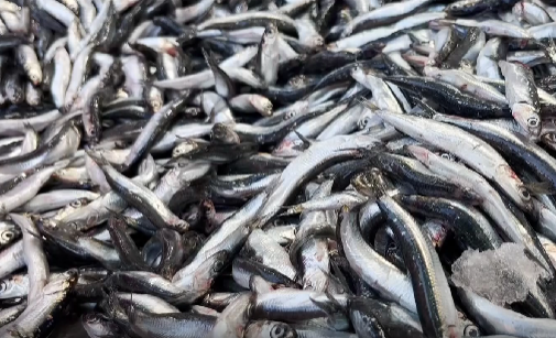 Karadeniz'de balık sezonu bereketli geçerken, Ordu'nun Fatsa ilçesinde hamsi fiyatı
