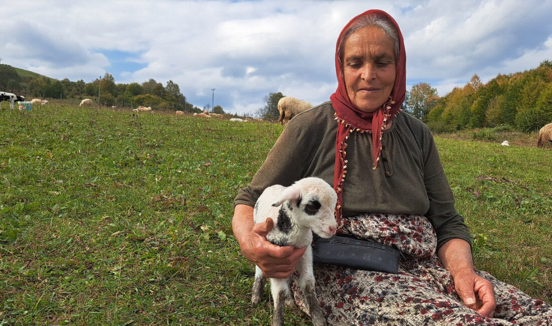Eşini Kaybettikten Sonra Oğluyla Birlikte Çobanlık Yapıyor Ordu’nun Gölköy ilçesinde yaşayan 67 yaşındaki Fatma Hülür, iki yıl