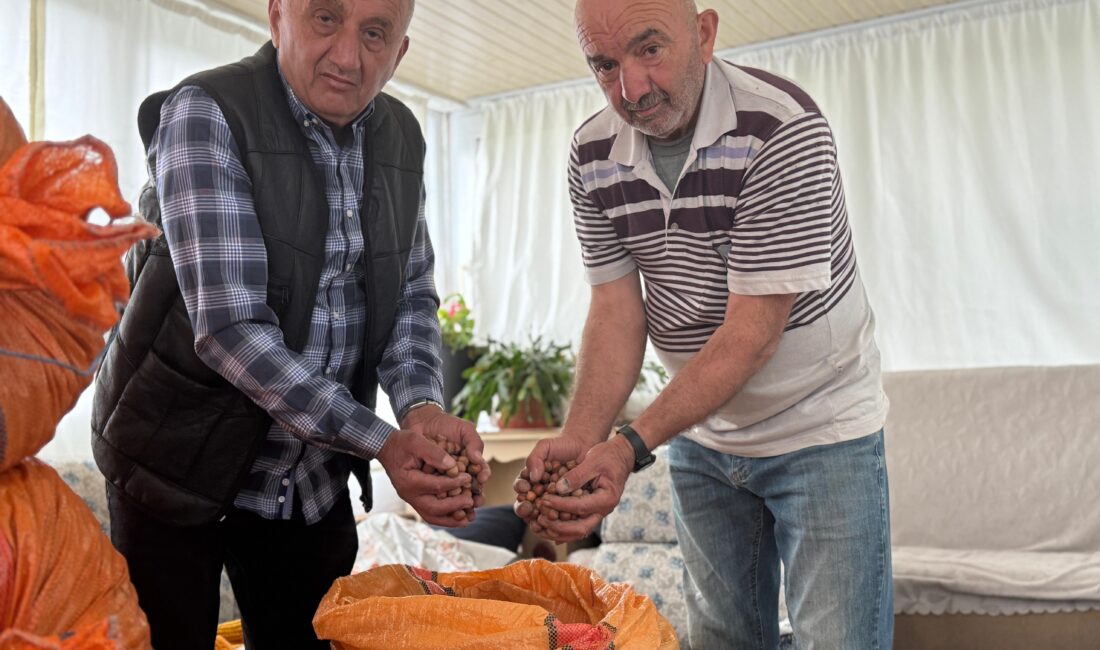 Karadeniz Bölgesi’nde fındık üreticileri, serbest piyasada 350 lira civarında seyreden