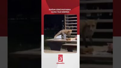 Edirne Millet Bahçesi’nde doğum günü kutlayan bir grup, masadan uzaklaşınca