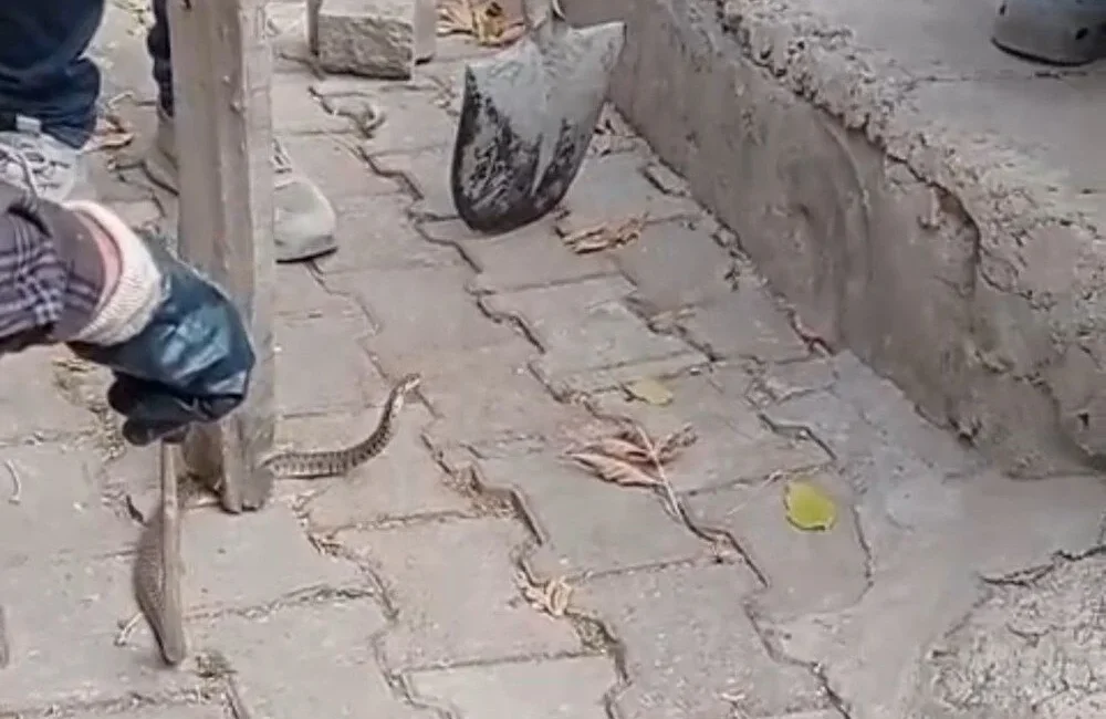 Hakkari’nin Yüksekova ilçesinde bir mahallenin korkulu rüyasına dönüşen yılan, 3
