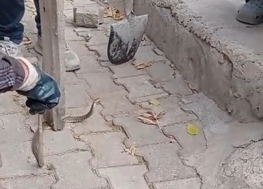 Hakkari’nin Yüksekova ilçesinde bir mahallenin korkulu rüyasına dönüşen yılan, 3