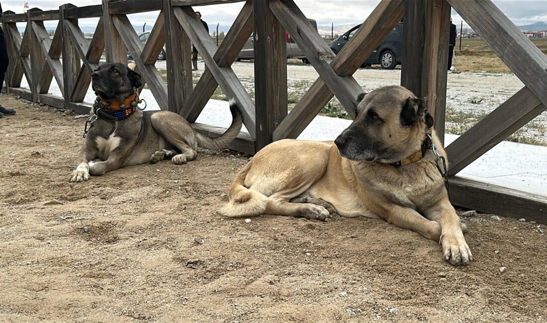 Çoban köpekleri sahada göz kamaştırdı