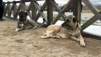 Çoban köpekleri sahada göz kamaştırdı