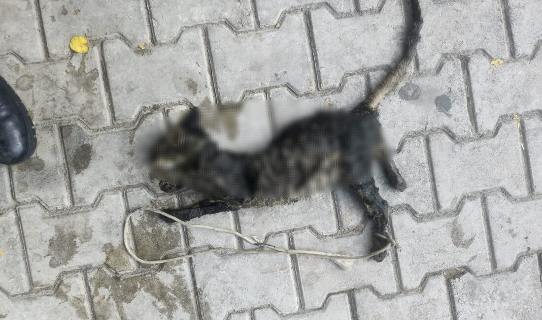Sahilde ölü bulunan yavru kedinin ayaklarının bağlanarak denize atıldığı tespit