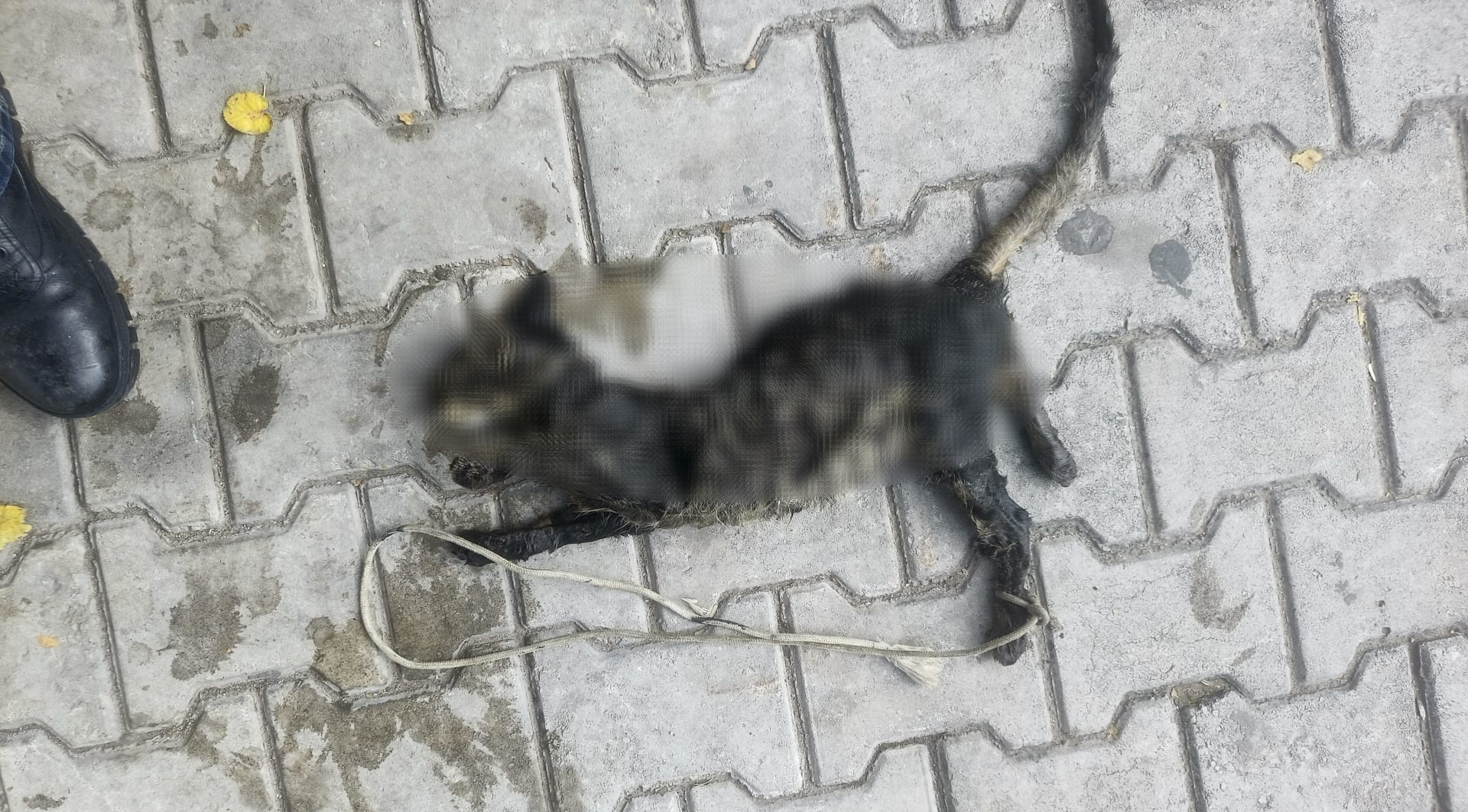 Sahilde ölü bulunan yavru kedinin ayaklarının bağlanarak denize atıldığı tespit