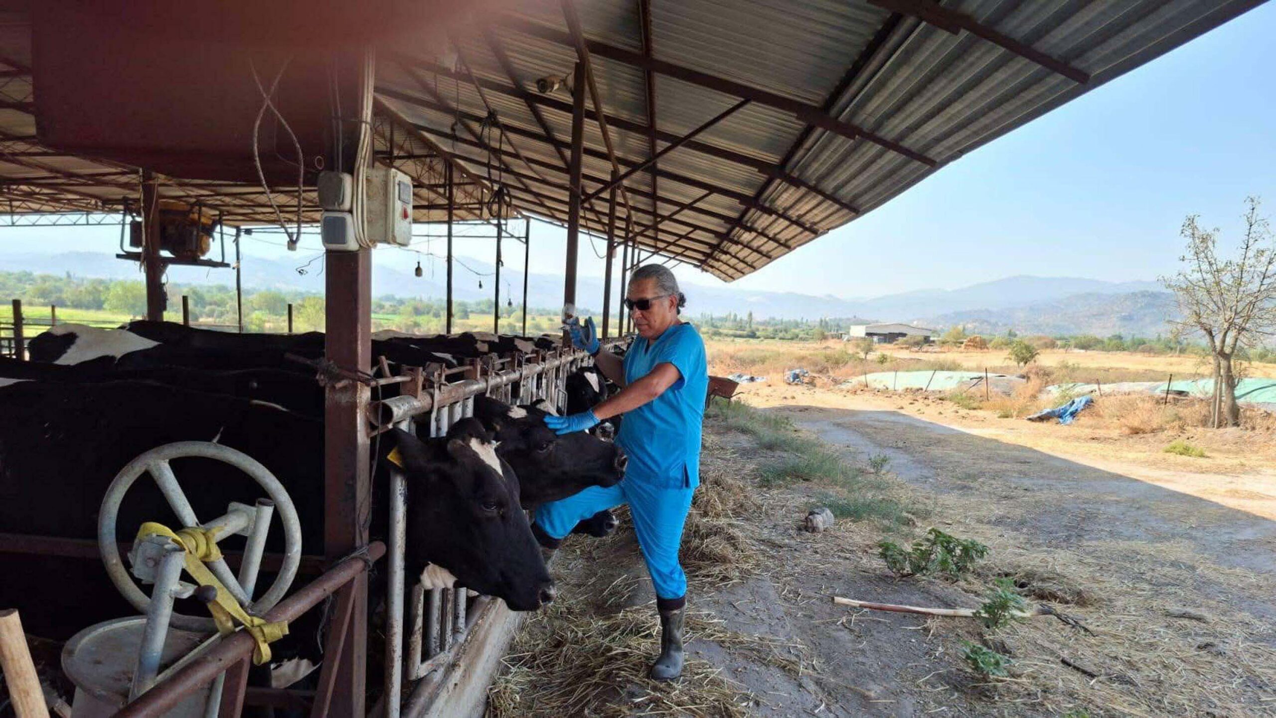 Aydın Yenipazar’da 9 mahallede şap hastalığı nedeniyle karantina uygulaması başladı