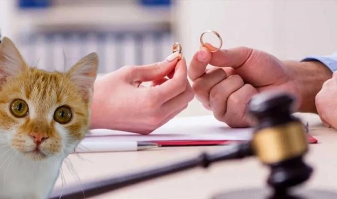 İstanbul’da görülen bir anlaşmalı boşanma davasında, taraflardan biri iki kedi