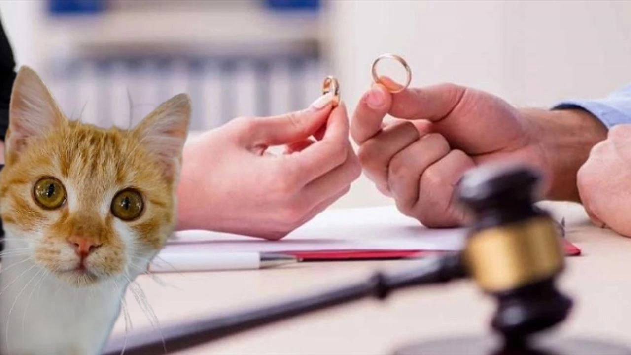 İstanbul’da görülen bir anlaşmalı boşanma davasında, taraflardan biri iki kedi