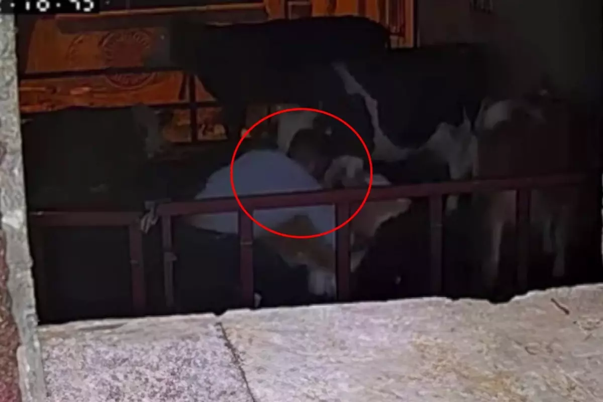 Adıyaman’da bir çiftliğe giren iki kişi, 25 günlük buzağıyı çalarak