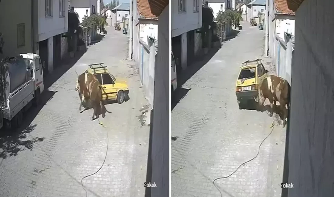 Nevşehir’in Avanos ilçesinde ahırdan kaçan bir boğa, kasaba içinde paniğe