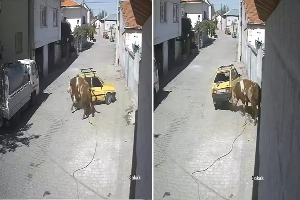 Nevşehir’in Avanos ilçesinde ahırdan kaçan bir boğa, kasaba içinde paniğe