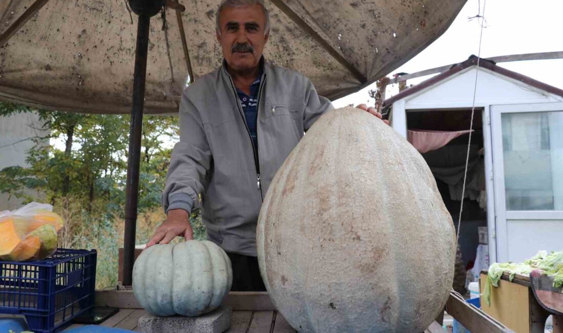 51 kilo dev bal kabağı Sivas'ta bir çiftçinin ata tohumu kullanarak yetiştirdiği 51 kilogramlık dev
