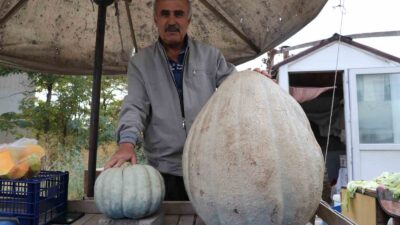 Sivas'ta bir çiftçinin ata tohumu kullanarak yetiştirdiği 51 kilogramlık dev