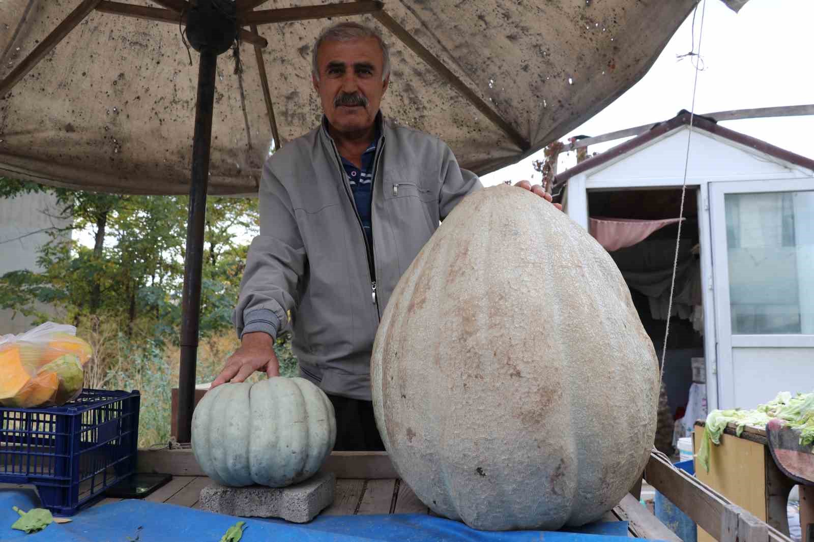Sivas'ta bir çiftçinin ata tohumu kullanarak yetiştirdiği 51 kilogramlık dev