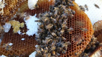 Türkiye’nin bal ihracatı artışını sürdürüyor. Doğu Karadeniz İhracatçılar Birliği (DKİB)