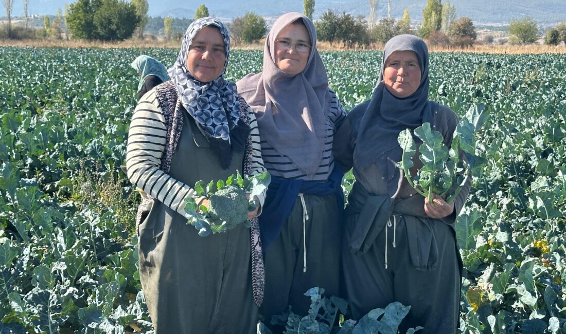 Afyonkarahisar’ın Sinanpaşa ilçesinde sezonun ilk brokoli hasadı gerçekleştirildi. Tarladan kilogramı