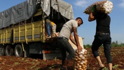 Polonya'da çiftçi Piotr'un patateslerini bedava dağıttığına dair sahte sosyal medya