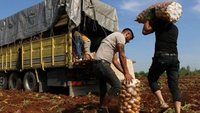 Paylaşım yaptı, tonlarca patatesi yok etti Polonya'da çiftçi Piotr'un patateslerini bedava dağıttığına dair sahte sosyal medya