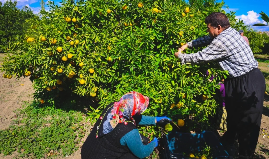 Fiyatı 15 TL’den 8 TL’ye düştü Adana'da mandalina fiyatı dalında 15 TL'den 8 TL'ye geriledi. Rekolte
