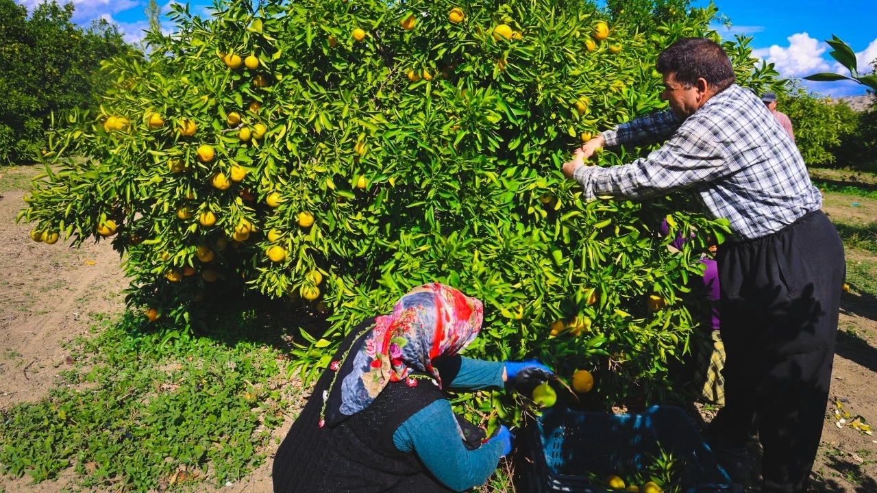Adana'da mandalina fiyatı dalında 15 TL'den 8 TL'ye geriledi. Rekolte