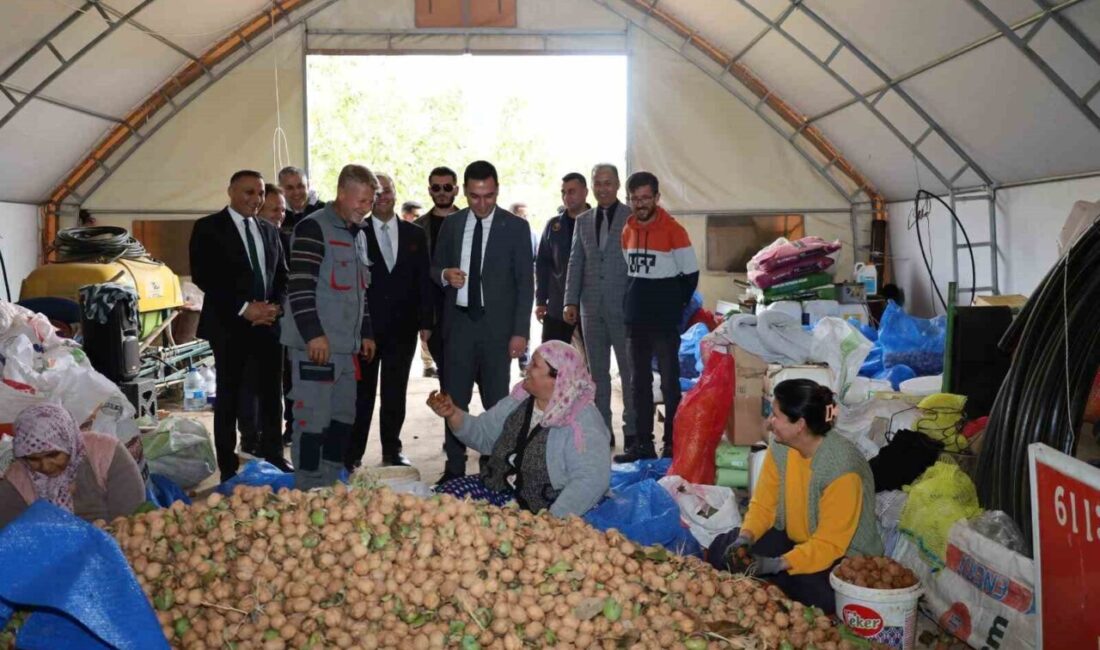 Afyonkarahisar’ın Dinar ilçesinde ceviz hasadı başlarken, rekoltenin bu yıl çiftçileri