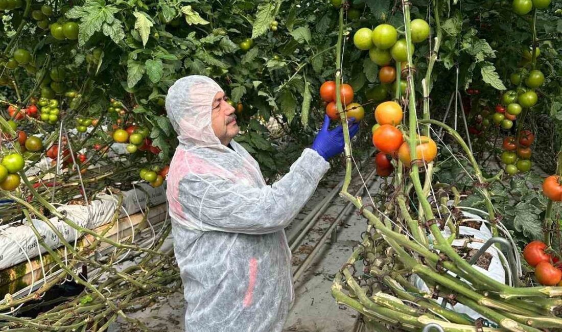 Afyonkarahisar’da domateslerde virüs incelemesi yapıldı Afyonkarahisar’ın önemli tarım ürünlerinden domateste verim ve kalitenin arttırılması amacıyla