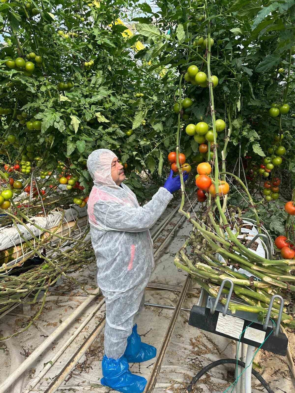Afyonkarahisar’ın önemli tarım ürünlerinden domateste verim ve kalitenin arttırılması amacıyla