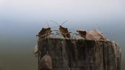 Karadeniz’den Marmara’ya hızla yayılan kahverengi kokarca böceği, artık evlere de