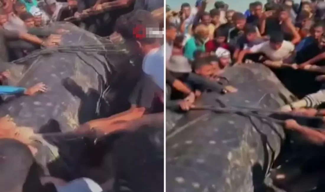 Gazze Şeridi’nin güneyinde kıyıya vuran dev balık bölge halkının büyük