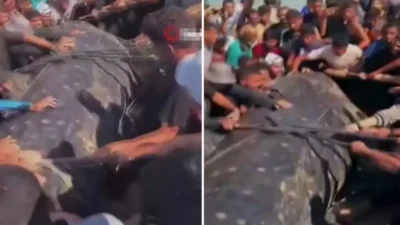 Gazze Şeridi’nin güneyinde kıyıya vuran dev balık bölge halkının büyük