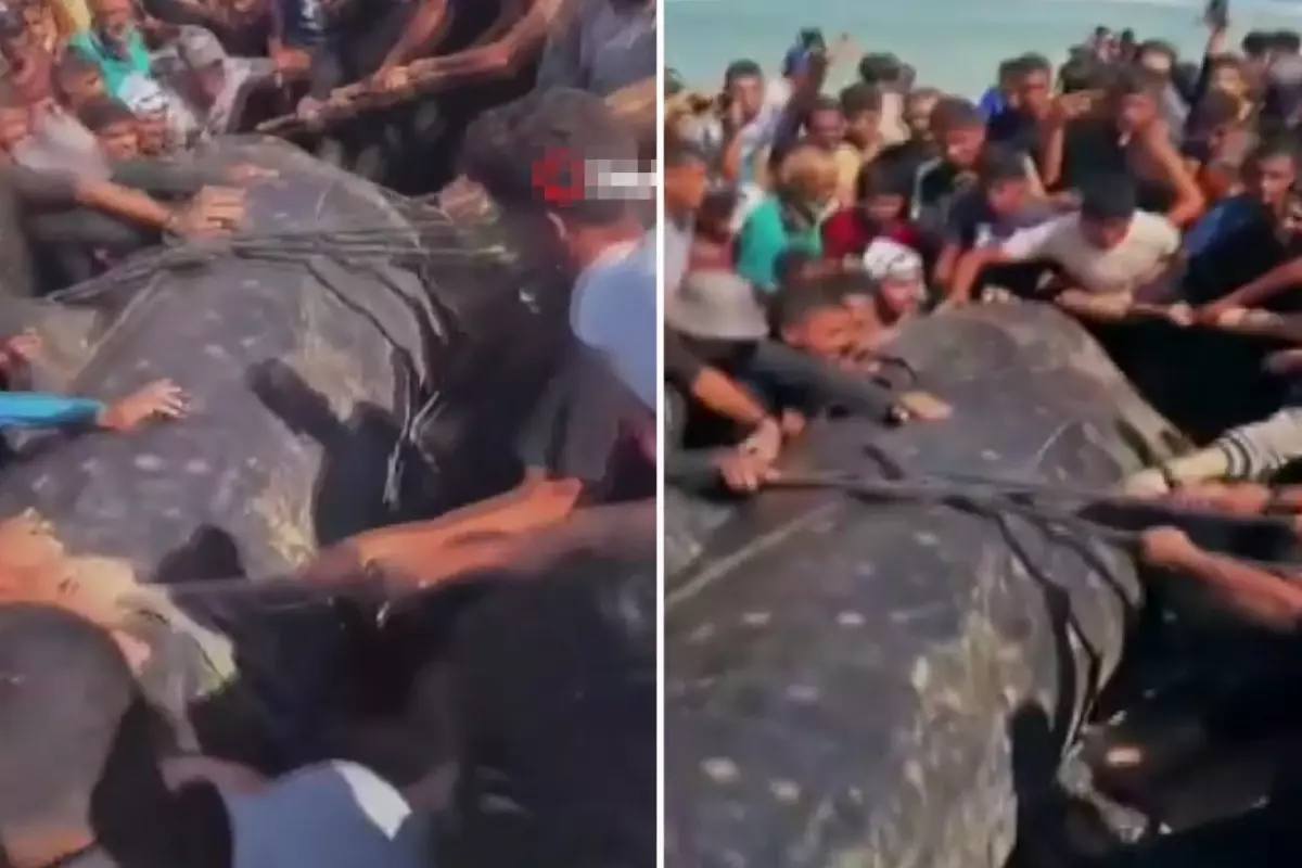 Gazze Şeridi’nin güneyinde kıyıya vuran dev balık bölge halkının büyük