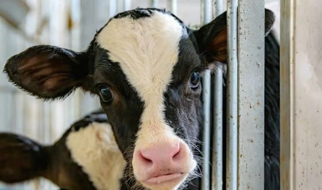 Deli dana hastalığı kabusu Türkiye’yi sardı: Yeni vaka tespit edildi 1986'da İngiltere'de 178 can alan deli dana hastalığı, 1990'larda Avrupa'yı