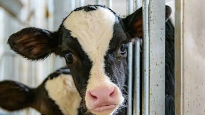 1986'da İngiltere'de 178 can alan deli dana hastalığı, 1990'larda Avrupa'yı