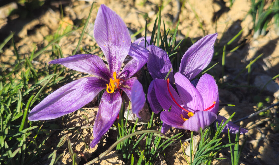 AFSÜ’de tıbbi ilaç üretimi için safran hasadı yapıldı Afyonkarahisar Sağlık Bilimleri Üniversitesi (AFSÜ), tıbbi ilaç üretimi amacıyla ekimini