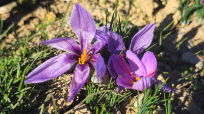 Afyonkarahisar Sağlık Bilimleri Üniversitesi (AFSÜ), tıbbi ilaç üretimi amacıyla ekimini