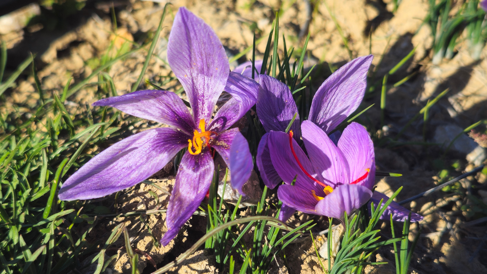 Afyonkarahisar Sağlık Bilimleri Üniversitesi (AFSÜ), tıbbi ilaç üretimi amacıyla ekimini