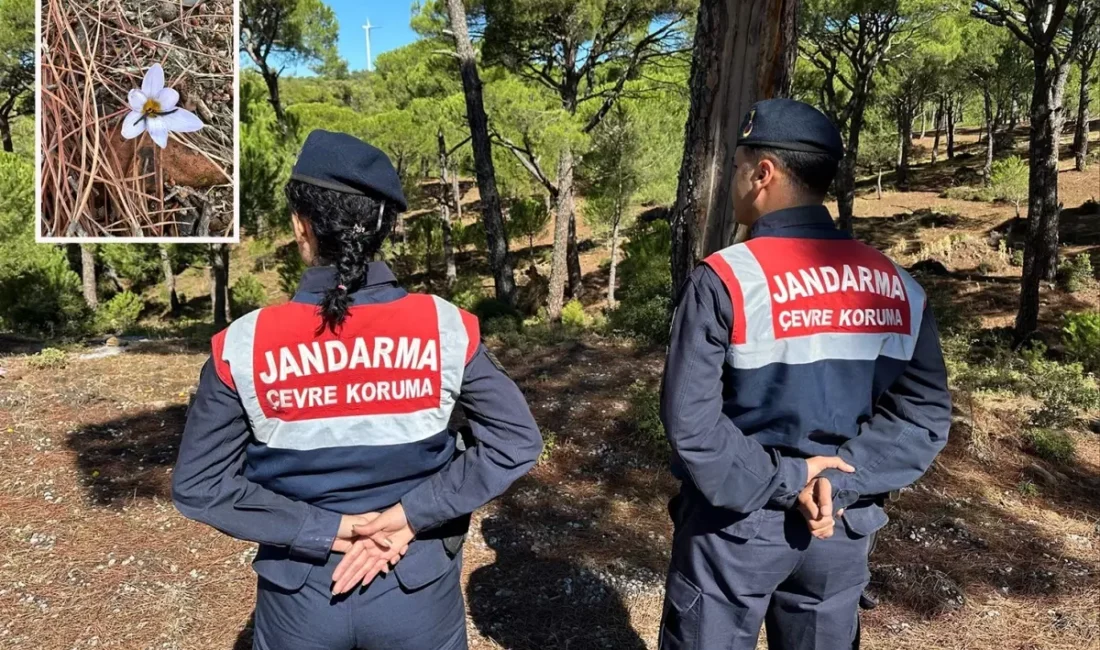 Koçarlı’da yetişen endemik Sultan çiğdemini koparmanın cezası 557 bin TL