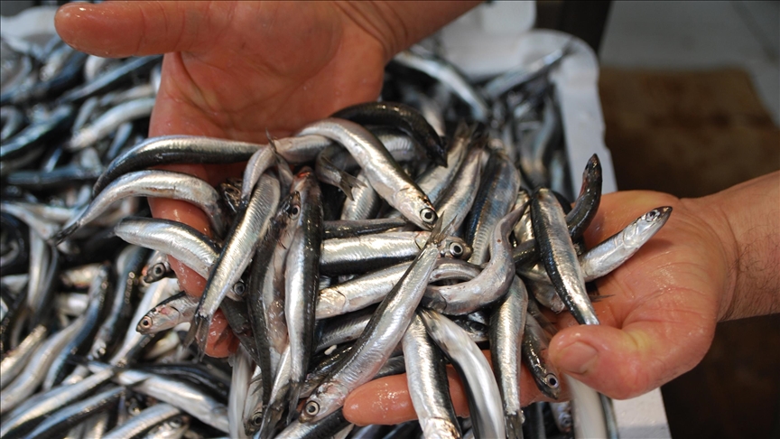 Karadeniz’de hamsi stokları ciddi oranda azalıyor. TÜİK verilerine göre, 2024-2025