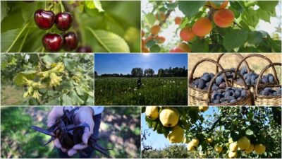 Bereketli topraklarıyla öncü ülkeler arasında yer alan Türkiye, 22 ürünle