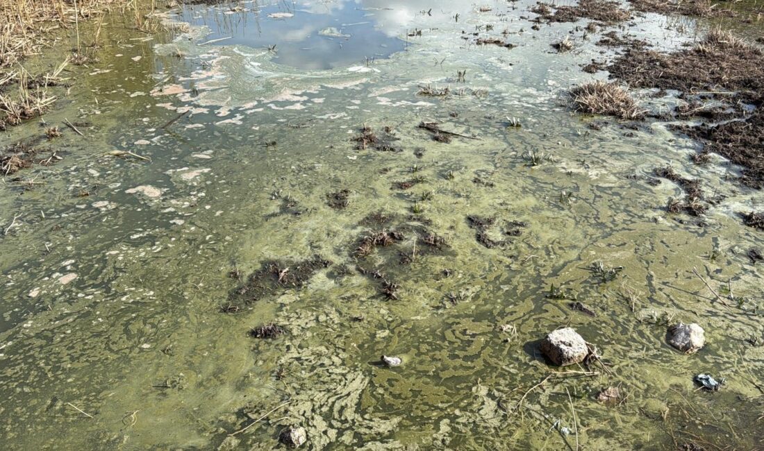 Afyonkarahisar'da birçok canlıya ev sahipliği yapan Eber Gölü kuraklığın ardından