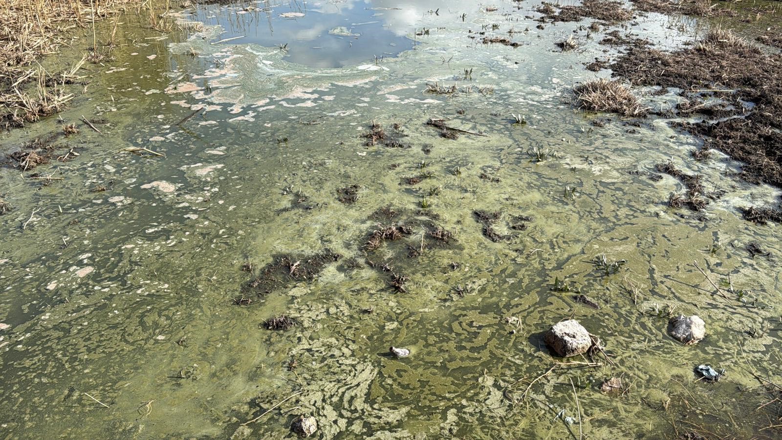 Afyonkarahisar'da birçok canlıya ev sahipliği yapan Eber Gölü kuraklığın ardından