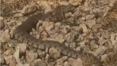 Türkiye’nin en zehirli yılan türlerinden biri olan engerek yılanı, Elazığ’ın