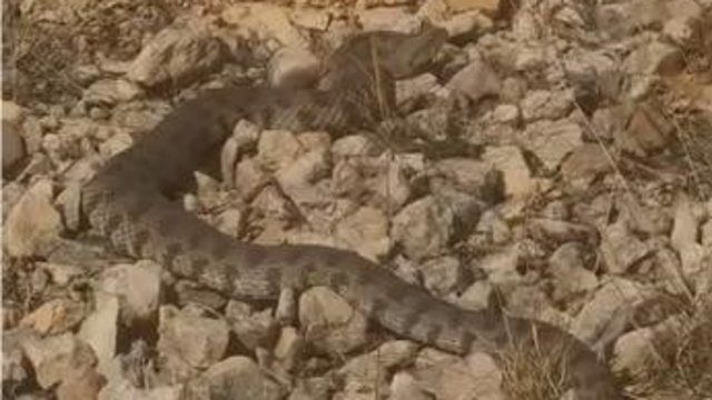 Türkiye’nin en zehirli yılan türlerinden biri olan engerek yılanı, Elazığ’ın