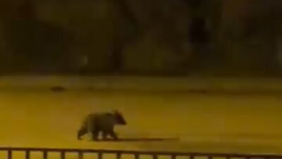 Karabük’ün Yenice ilçesinde gece saatlerinde caddede koşan yavru bir bozayı,
