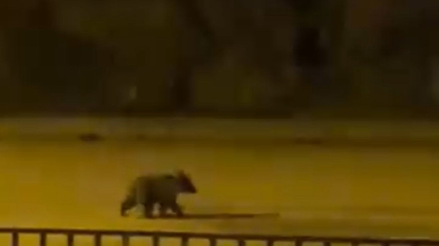 Karabük’ün Yenice ilçesinde gece saatlerinde caddede koşan yavru bir bozayı,