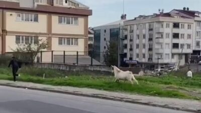 İstanbul Esenyurt’ta okul çıkışında yürüyen öğrenciler, başıboş bir keçinin aniden